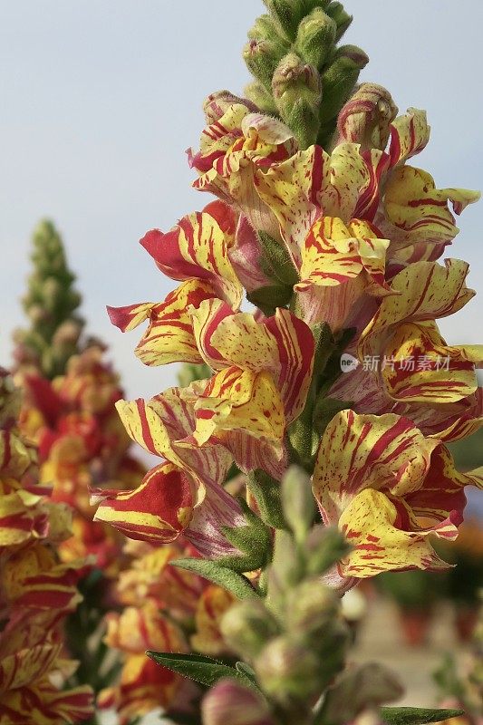 黄色和红色条纹花，金鱼草花瓣照片/狗花穗状花序盛开的一年生夏季花园床上植物